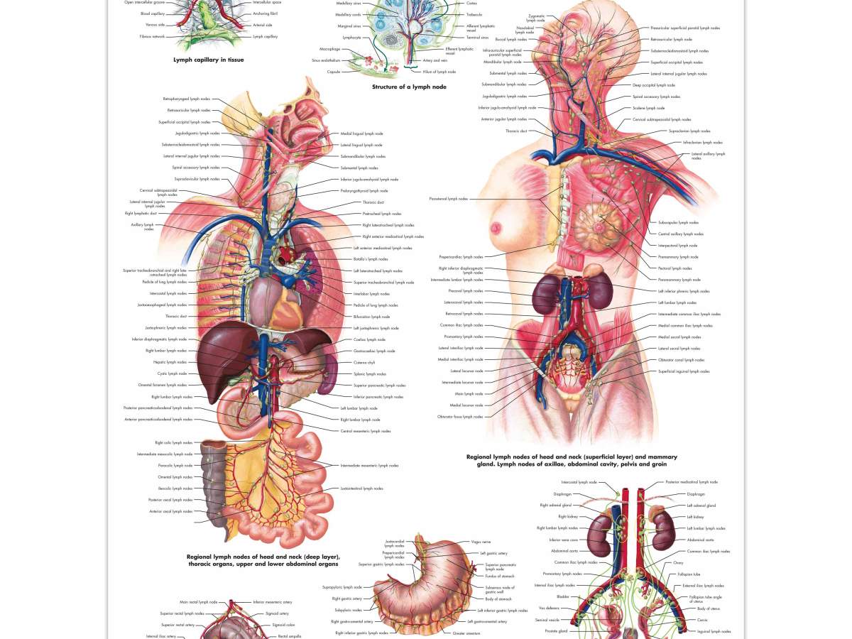 My Fascial Restoration&nbsp;Guide